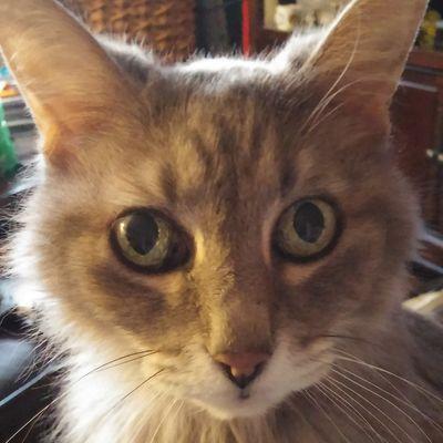 princessflannel's profile picture. 19 year old Mainecoon mix being a princess. I was cute before memes existed.