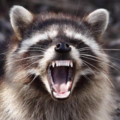 biting Thompson students and fighting off squirrels