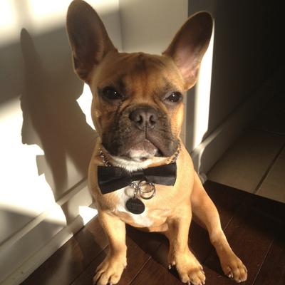 Carlos The Frenchie on Twitter: \ Carlos The Frenchie on Twitter: \