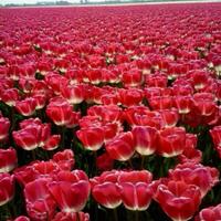 Mattie Obdam (@obdam_mattie) 's Twitter Profile