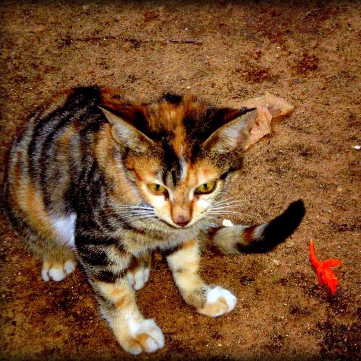 SharoncaSharon's profile picture. 