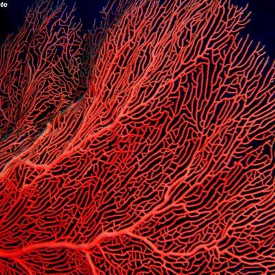 redcoraldive@gmail.com