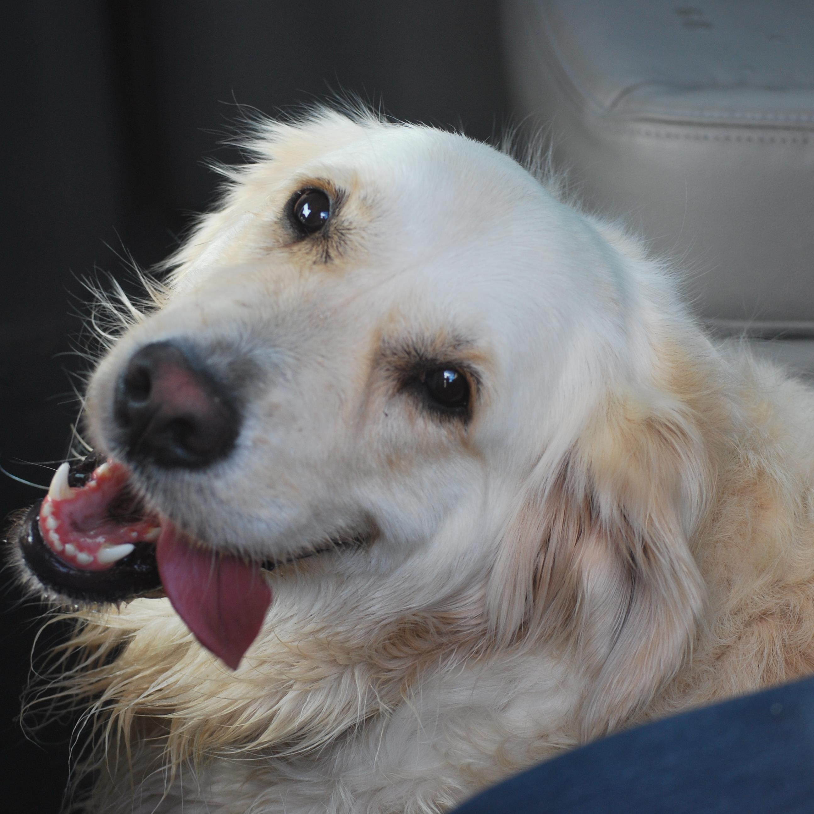 GrahamMuddypaws's profile picture. Owner of Muddypaws Pet Boutique specialises in dogs and cats products