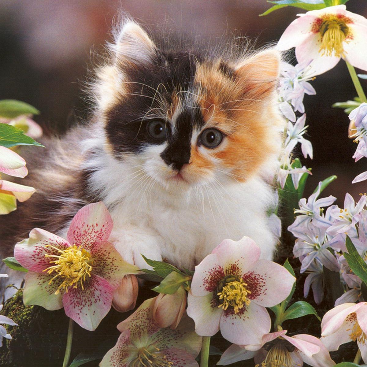 AnfimovaA's profile picture. 