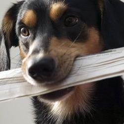nashasety Profile Picture