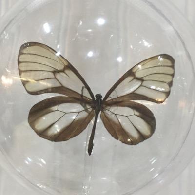 ButterflyWGifts's profile picture. http://t.co/srRqcHr9NK