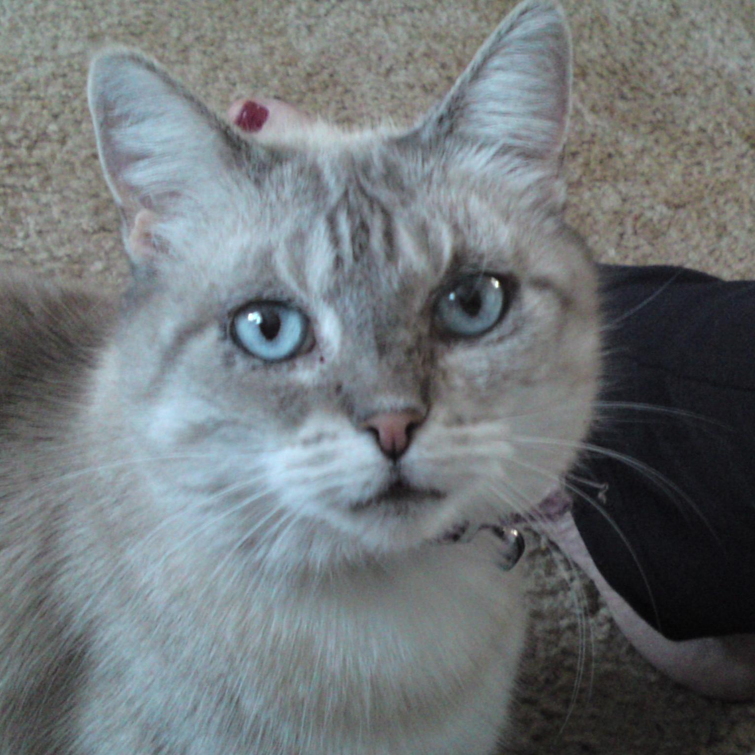 Karen_Adelaide's profile picture. RAFA brought me back to tennis in 2004. Love AFL Football, (Crows) F1, V8 SuperCars (Lowndes) Rafa=Goat, Lleyton Hewitt is awesome. Fan of Verdasco,Alonso