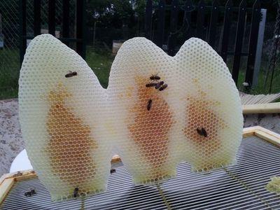 Dos apicultores aficionados. Aprendiendo de las abejas y fomentando la biodiversidad. Creemos en una apicultura sostenible

mieldepuerto@mieldepuerto.com