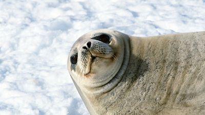 lobomarinoec's profile picture. Soy mi propio libro, me re-escribo, me subrayo, me agrego paginas, me arranco las que duelen y siempre dejo en blanco una última hoja.