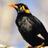 Shillong_'s profile image