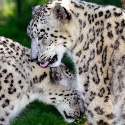 {Safi/U} Older, Stronger, and Smart sister. Beautiful. Takes care of my younger sister. {Snowy/D} Younger, Smaller, Quicker. Cute. I just look out for the prey.