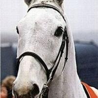 Used to love Horseracing, used to love Specials betting
