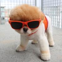 Cute Puppies (@doggy_digest) 's Twitter Profile Photo