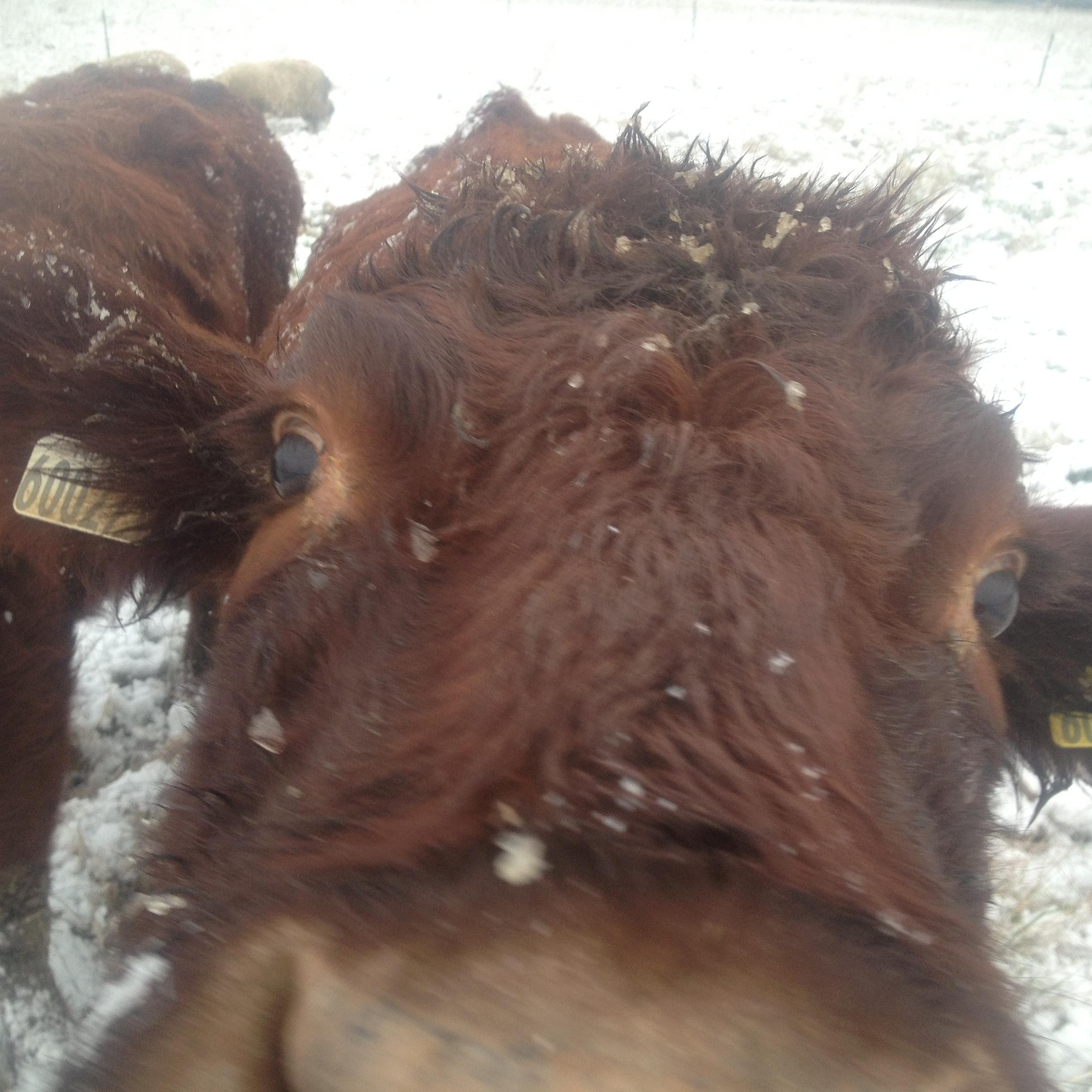 permafarmers's profile picture. The Permaculture Farmers & Growers Network of the Permaculture Association @Permaculture_UK follow us for news & opportunities