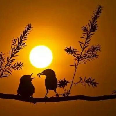 bo3lwao84's profile picture. 