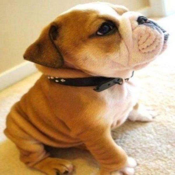 DivergentSender's profile picture. 