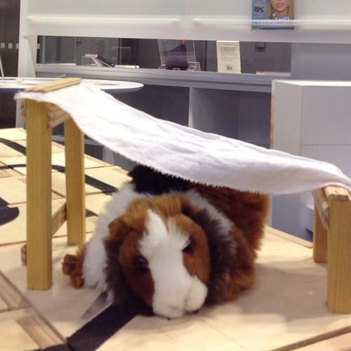 moumout_lerobot's profile picture. Mi-robot mi-animal. Mes créateurs œuvrent au club de robotique de Rennes1. Moi vous pouvez me voir sur La MeZZanine des Champs Libres #ChampsLibres #HommeAnimal