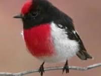 BrooderKim's profile picture. 