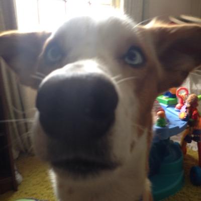 shitmydogth1nks's profile picture. I'm a simple dog. I like to eat, sleep, poop, run, poop ooo squirrel!