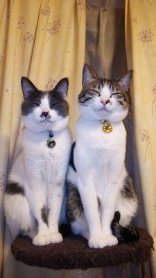 １２歳になった猫２匹のこと、映画等の感想、時々愚痴も呟きます。鳥や動物達、映画、スヌーピー、花も好きです♪ 映画やドラマ鑑賞は日課。
 怪しいツイートは即ブロック対応します。