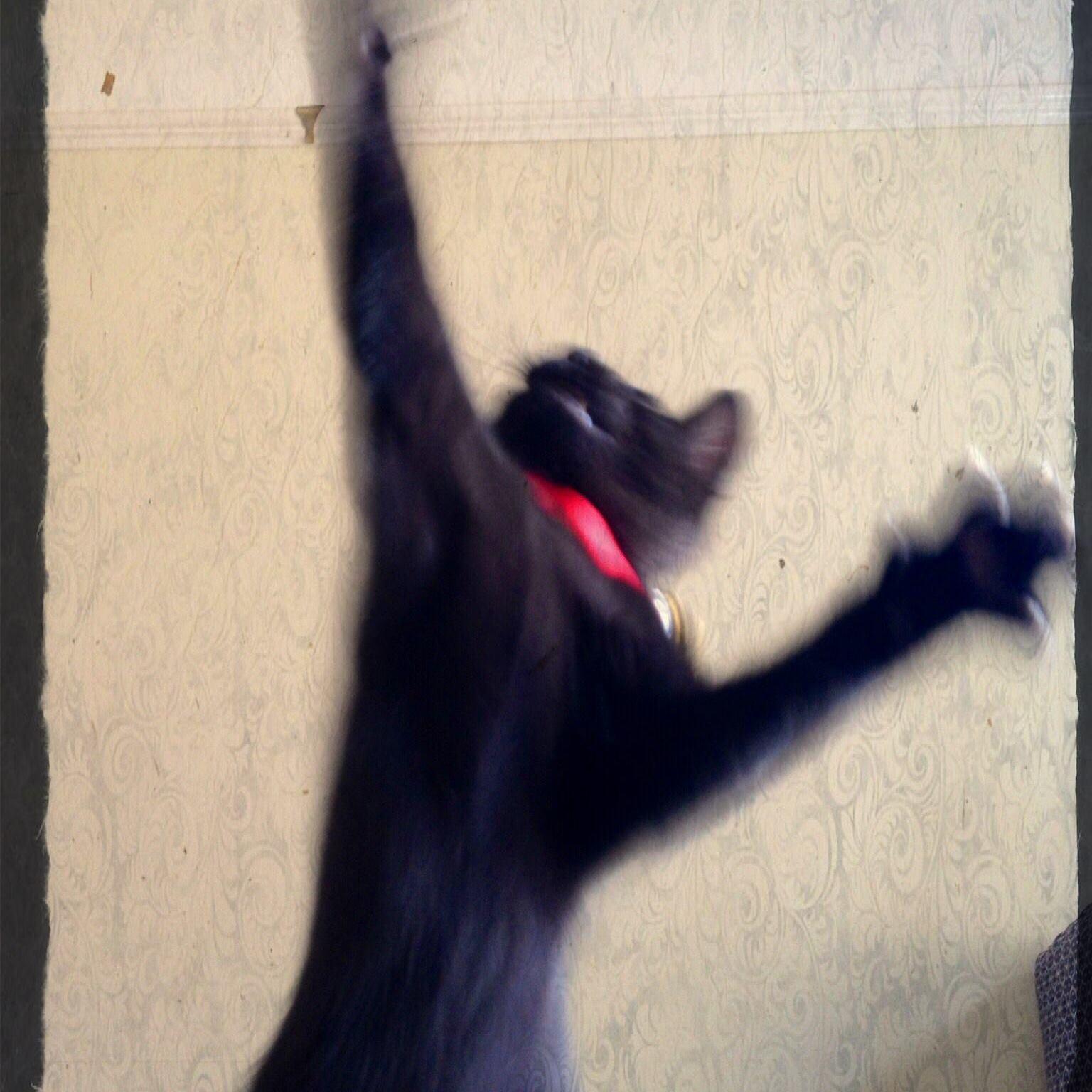 CookingFool's profile picture. Black, US expat. from Brooklyn, NY... BS CCNY, NY, ‘80... PhD (physiol) UCONN, '96... Married to @nightwol from Rochester, Kent, UK... cat lover