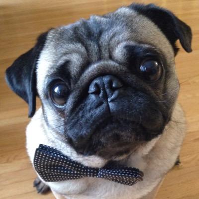turbo pug turbo the pug diaryofturbo turbo pug turbo the pug diaryofturbo