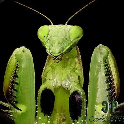 Mantis es una empresa 100% constituida; bajo los más altos estándares de servicio y calidad. Cualquier problema con plagas que tenga, marque (55)51041538