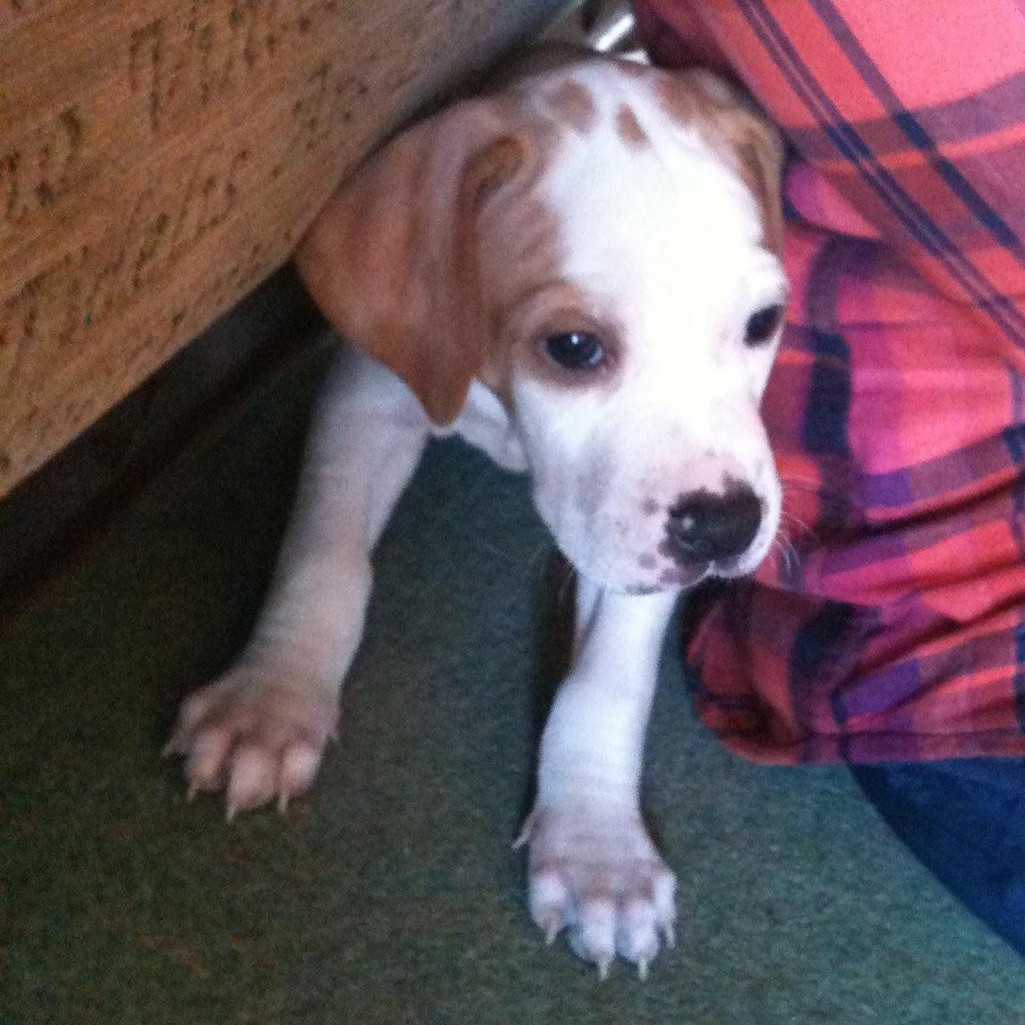I am a doge and my name is Scout.          I like running and exploring and    watching tv.
