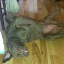 Pam Dooley - @pamdooles - Twitter