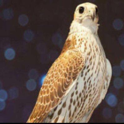 ‏‏‏‏‏لاإله إلا أنت سبحانك ربي اني كنت من الظالمين






اللهم اجعل هذا الحساب شاهد لى لا على‏