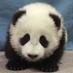 Panda;* (@07df3a1be585449) Twitter profile photo