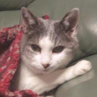 KIYO＠Princesa Reina (@lenormandcat) 's Twitter Profile Photo