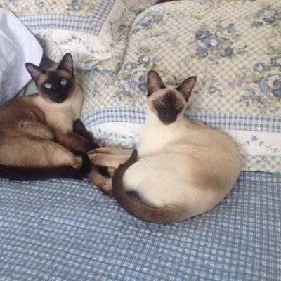 Christ follower, runner, siamese cat owner, wife, animal-lover, and vegetarian.