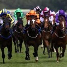 Horse racing professional.  Daily recommended lays with a view to making long term profit.