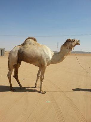 Yassinm1984The's profile picture. 