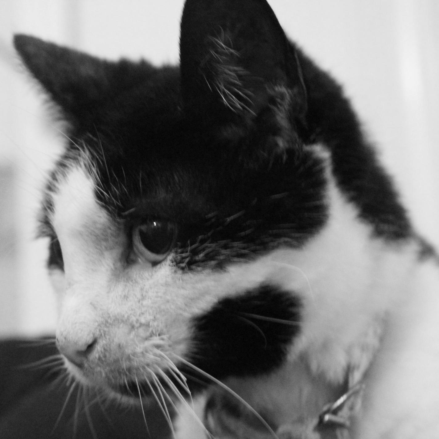 CatGotIssues's profile picture. I'm a 17 year old cat called Bubbles... I like warm places and my main issues revolve around where to sleep next... There's not much else to being a cat...