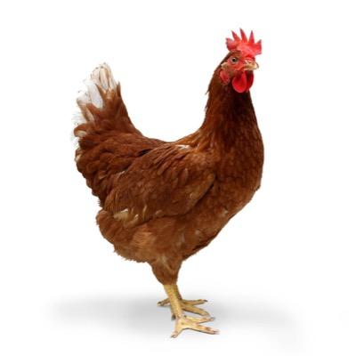 cluck cluck cluck i am chicken i inform twitter of chicken things like why i cross road cluck cluck cluck