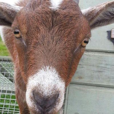 West Barn Pygmy Goat Westbarngoats Twitter