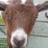 westbarngoats's profile image