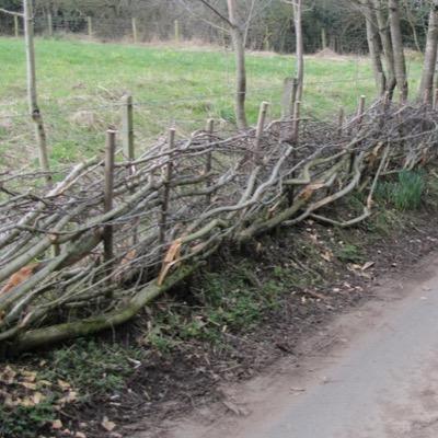 Skilled in a range of activites, walling, hedge laying, pest control etc. Formerly self employed now work for another business. Passion for farming/countryside.