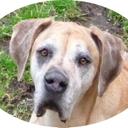 Ingrid May  - @doggenherz_s - Twitter