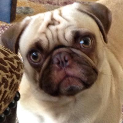 im a weally cute pug but im also vicious. sometime at night when my mommy and daddy are sweeping, i think about biting out their necks and dwinking their bloods