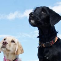 We are one of the fastest growing Pet Waste Removal companies in Johnson county. Our prices and rep make us hard to beat.Visit us @ http://t.co/jEATOuWGXK