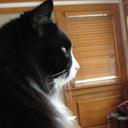 Kitty Kat Cee - @reddogsolar - Twitter