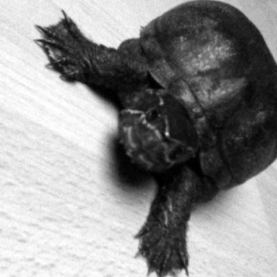 7 y/o musk turtle :)