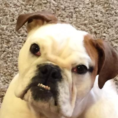 doctortadpole's profile picture. CryptoJunkie, farmer