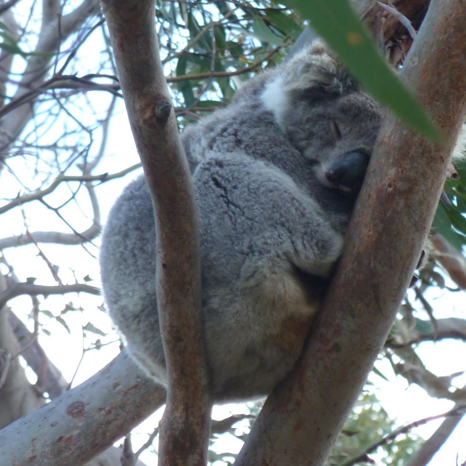 aussiebum99's profile picture. 