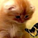 Regina Tenorio Sadik - @fanny3650 - Twitter