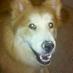 linda lavelle (@lalavelle1) Twitter profile photo
