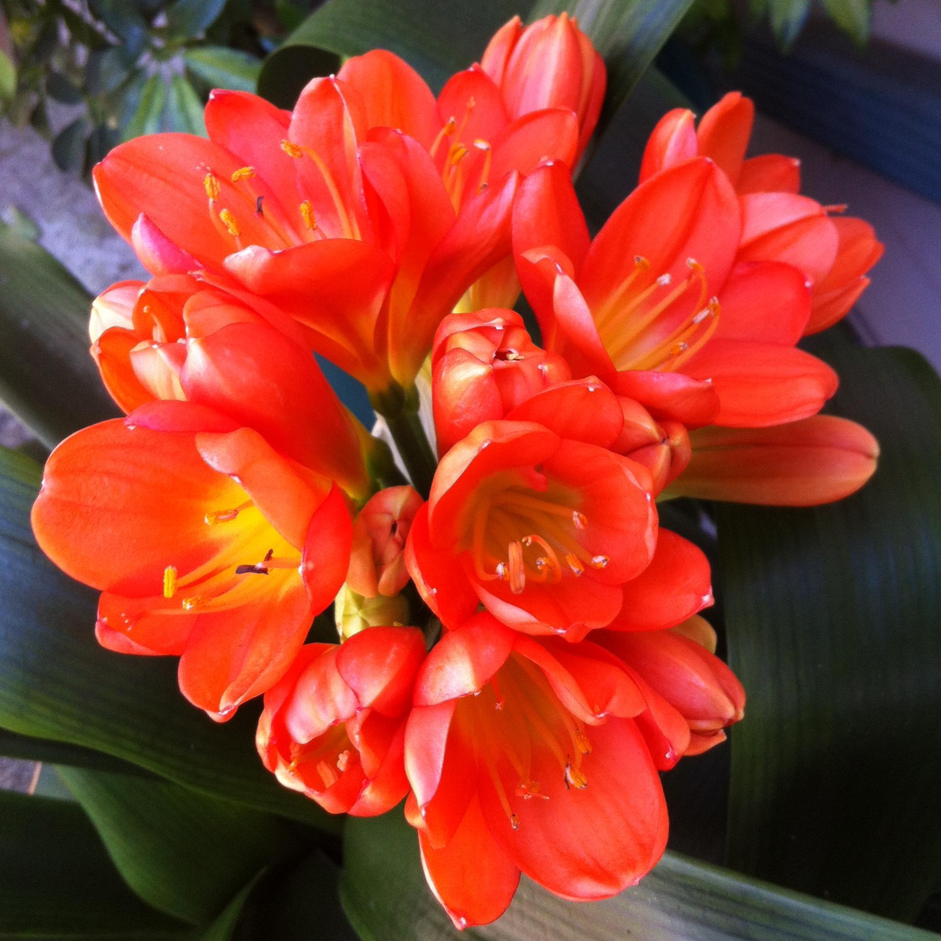 Horticulturist and Plant Buyer - those are my official titles, actually I am a plant geek... @VanBelleNursery